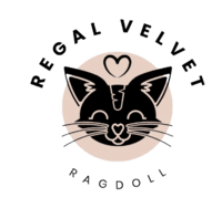 Regal Velvet Ragdolls